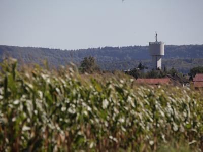 Maisfeld mit Sickinger Wasserturm im Hintergrund