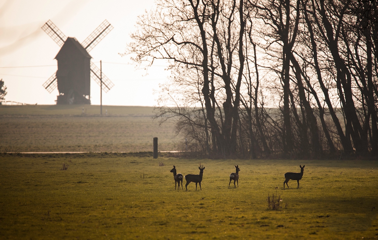 Kühnitzsch im Scheibenholz Bild: Stefan Ehrig