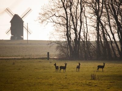 HP3_Kühnitzsch im Scheibenholz